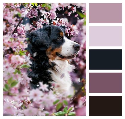 Bernese Mountain Dog Pet Cherry Blossoms Image